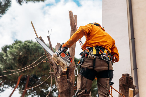 Professional Tree Care